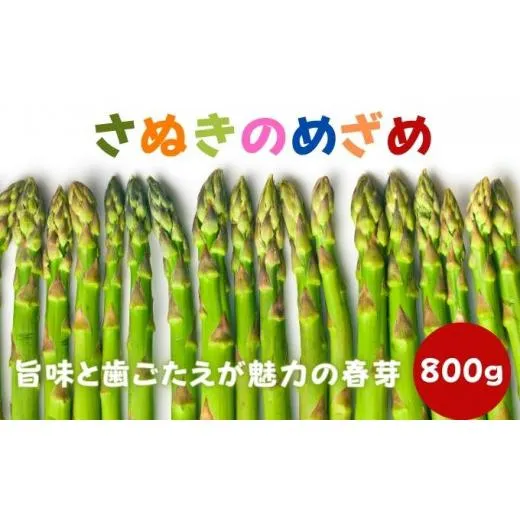 アスパラガス 早出し さぬきのめざめ 春芽 約800g 期間限定 アスパラ グリーンアスパラ 野菜 旬 旬の野菜 季節の野菜 産地直送 香川 香川県 丸亀 丸亀市 冷蔵 冷蔵配送 先行 予約 2026 2026年 2月上旬発送開始