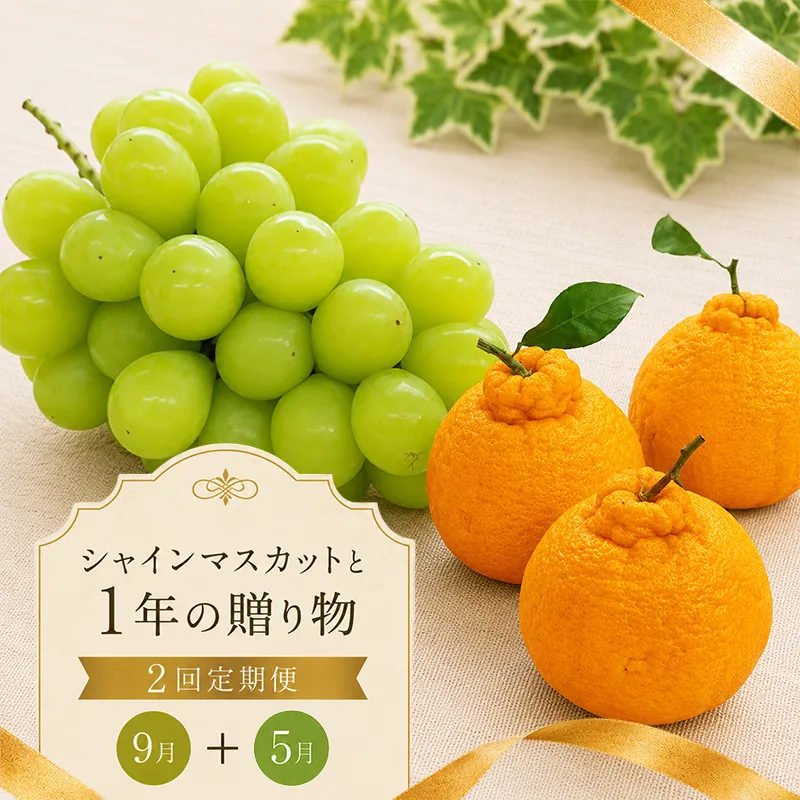 定期便 2回 シャインマスカット 貯蔵デコポン デコポン 不知火 しらぬひ しらぬい 柑橘 ぶどう 果物 フルーツ 旬 旬のフルーツ 贈答用 ギフト プレゼント 香川県 丸亀市