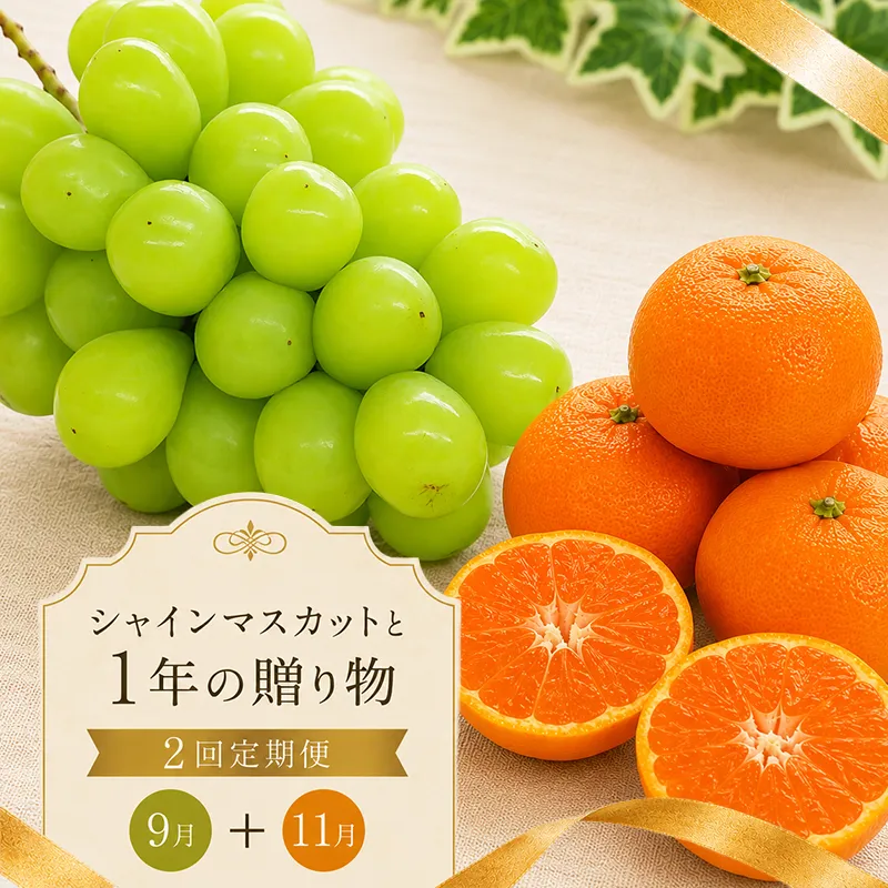 定期便 2回 シャインマスカット みかん 小原紅早生 紅みかん 柑橘 ぶどう 果物 フルーツ 旬 旬のフルーツ 贈答用 ギフト プレゼント 香川県 丸亀市