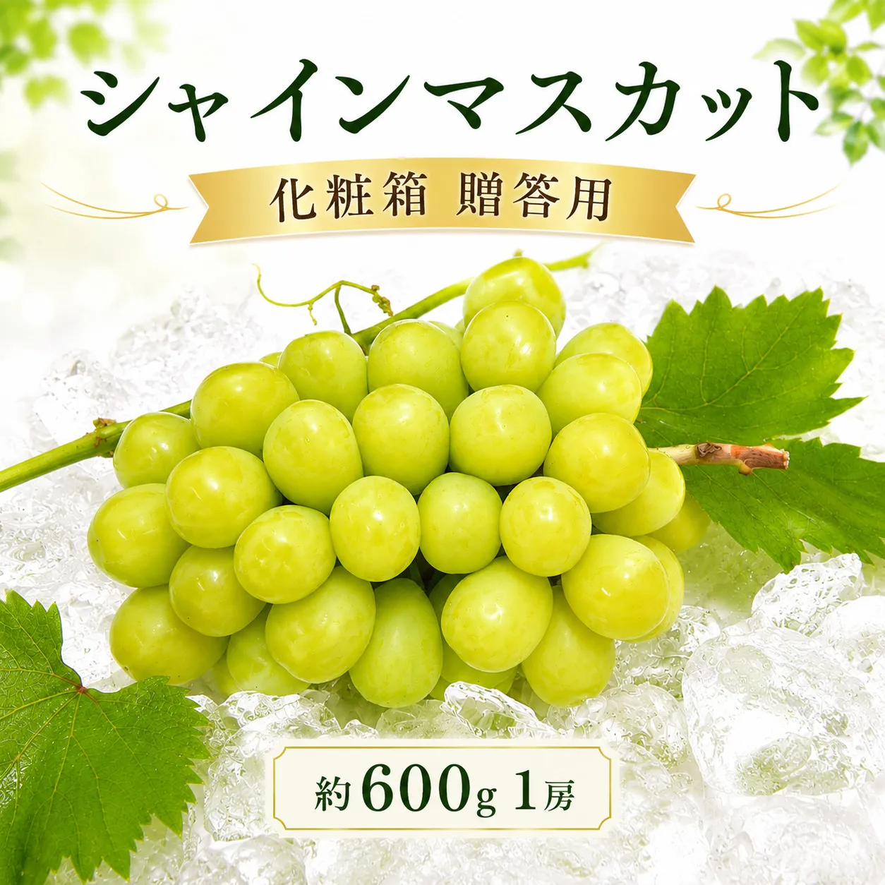 【先行予約】 パリッと甘い！ シャインマスカット 約600g 1房 化粧箱 贈答用 冷蔵 マスカット ぶどう 葡萄 ブドウ フルーツ 果物 くだもの デザート 果実 美味しい 人気果物 人気フルーツ 旬のフルーツ 旬の果物 瀬戸内 果汁 フルーツ デザート 果実 青果 甘い 季節 国産 ふるさと納税マスカット ふるさと納税ぶどう 香川県 丸亀市