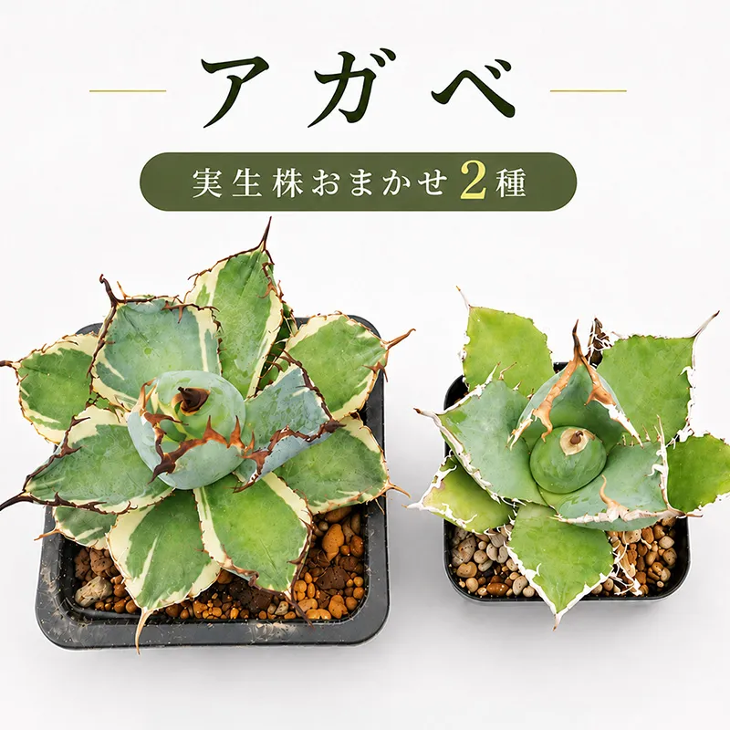 アガベ 2種 植物 インテリア ガーデニング 実生株 ハイブリッド 交配種 人気 インテリアグリーン 多肉植物 観葉植物 グリーン リラックス ドライガーデン 室内植物 香川県 丸亀市