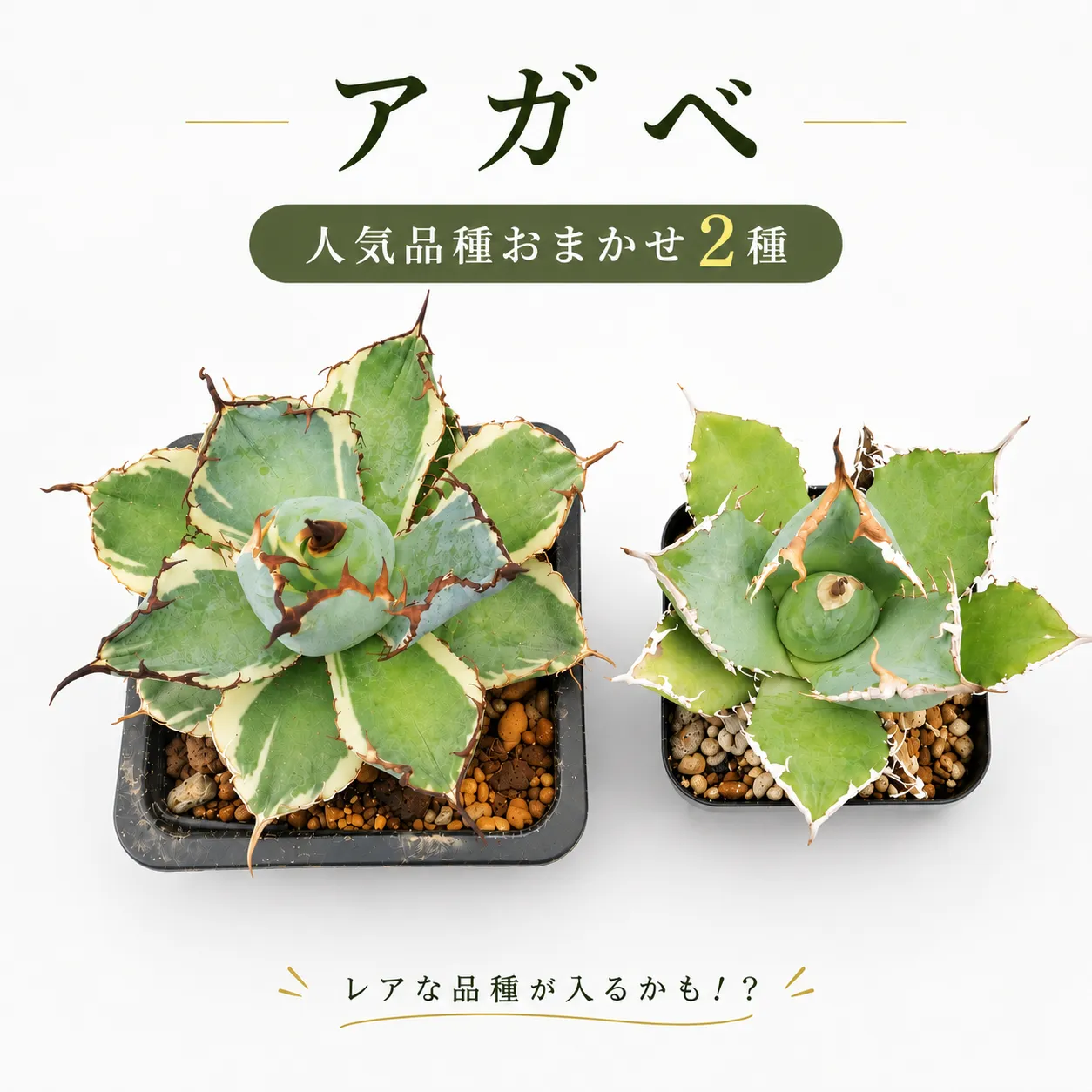 アガベ 2種 植物 インテリア ガーデニング チタノタ 白鯨 ブラック&ブルー パルメリー ホリダ オテロイ 実生株 ハイブリッド 交配種 人気 ガーデニング 多肉植物 観葉植物 グリーン リラックス 香川県 丸亀市