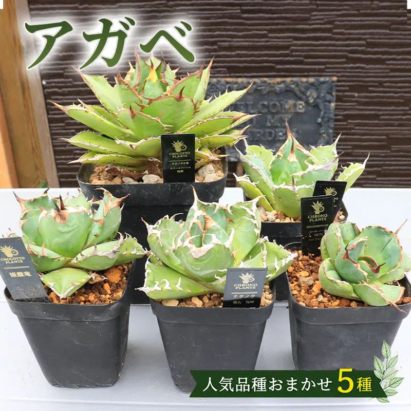 アガベ 5種 植物 インテリア ガーデニング チタノタ 白鯨 ブラック&ブルー パルメリー ホリダ オテロイ 実生株 ハイブリッド 交配種 人気 ガーデニング 多肉植物 観葉植物 グリーン リラックス 香川県 丸亀市