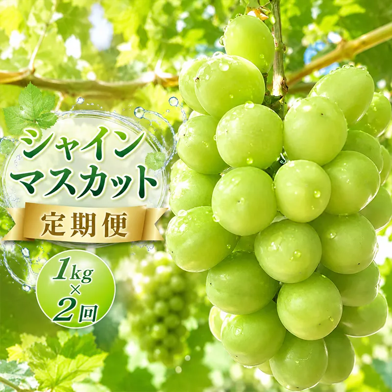 シャインマスカット 定期便 1kg 2回 朝採り マスカット フルーツ定期便 ぶどう 葡萄 ブドウ フルーツ 果物 くだもの 果実 フルーツ 旬 旬の果物 デザート スイーツ おやつ ゼリー ジュース 人気果物 人気フルーツ ランキング 香川 丸亀