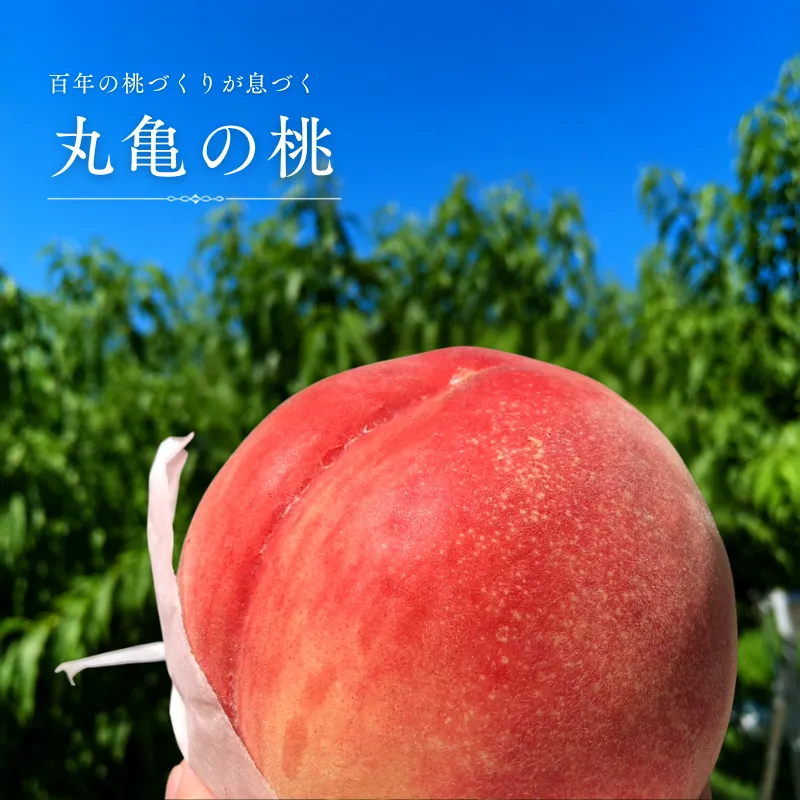 桃 約4㎏ 完熟桃 おすすめ 桃 モモ 果物 フルーツ ピーチ ゼリー アイス ジェラート ケーキ ジュース ジャム タルト デザート スイーツ おやつ 人気 おすすめ 家庭用 お取り寄せ 高級 送料無料  美味しい 高級 木上完熟 香川県 丸亀市