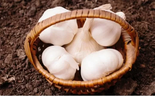 【4月下旬～5月下旬】 にんにく 生にんにく 新物 約10kg  3Lサイズ ガーリック 薬味 野菜 料理 おかず 期間限定 数量限定 先行予約 JA 香川県 丸亀市