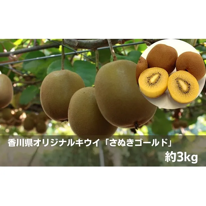 香川県オリジナルキウイ「さぬきゴールド」約3kg 果物詰合せ フルーツ 果物 詰合せ セット
