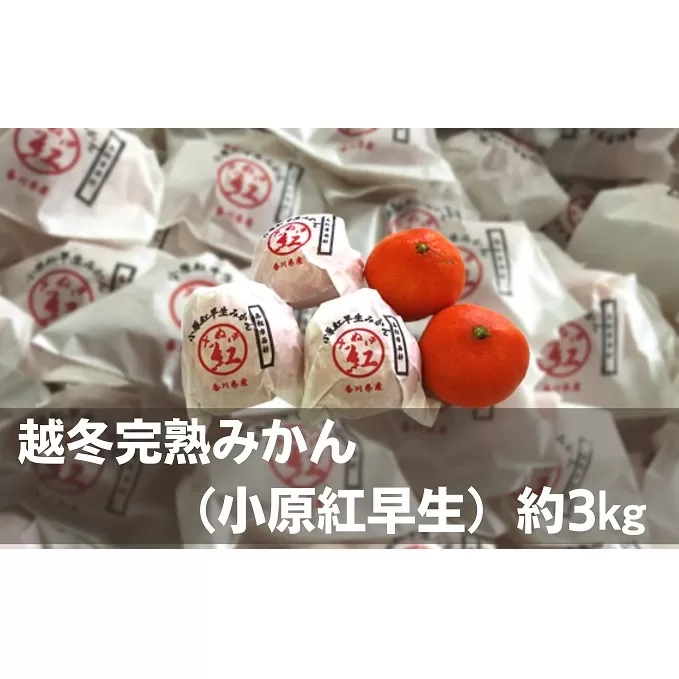 越冬完熟みかん（小原紅早生）約3kg