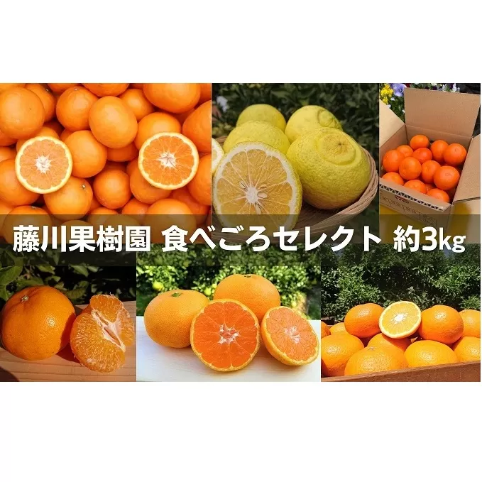 フジカワ果樹園スタッフの目利きセレクト！彩り中晩柑　約3kg 果物類 みかん 柑橘類 フルーツ 
