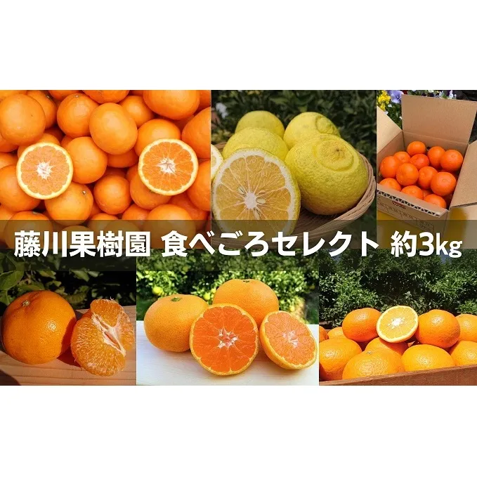 【2026年先行予約】フジカワ果樹園スタッフの目利きセレクト！彩り中晩柑　約3kg 果物類 みかん 柑橘類 フルーツ 