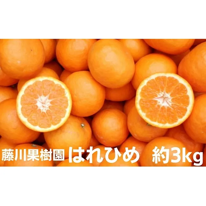 はれひめ みかん 約3kg 柑橘 香川県産 国産 オレンジ フリーサイズ 2S～L 甘い ビタミン 手でむける フジカワ果樹園 果実 中晩柑 セミノール S～L おすそ分け ギフト 贈り物 贈答用 手土産 蜜柑 ミカン フルーツ 果物 くだもの 柑橘類 香川県 観音寺市