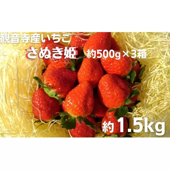 数量限定　観音寺産いちご（さぬき姫）バラ詰め約1.5kg（約500g×3箱）