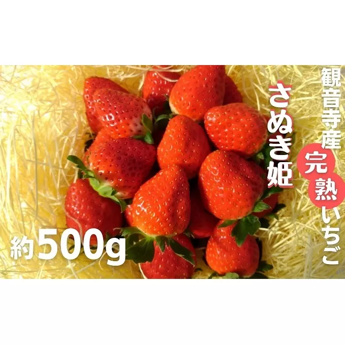 数量限定　苺狩りの食味をお届け！観音寺産完熟いちご（さぬき姫）約500g 果物類 イチゴ オリジナル品種 紅色 高設式養液栽培 プレゼント 