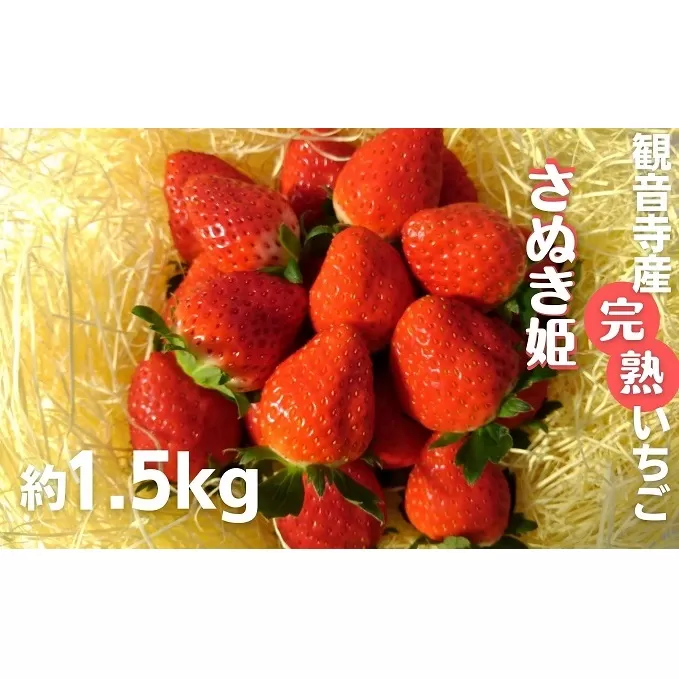 数量限定　苺狩りの食味をお届け！観音寺産完熟いちご（さぬき姫）約1.5kg 果物類 イチゴ オリジナル品種 紅色 高設式養液栽培 プレゼント 