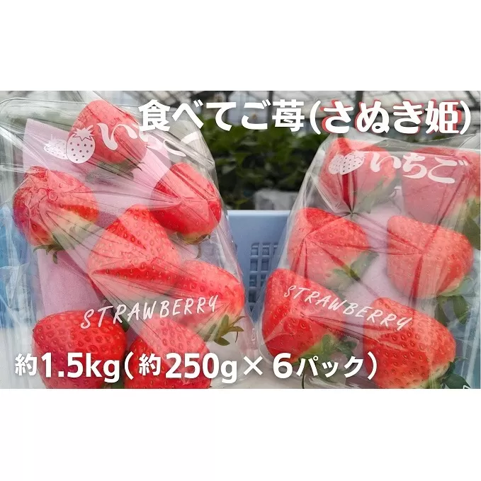 食べてご苺（さぬき姫）約1.5kg（約250g×6パック）