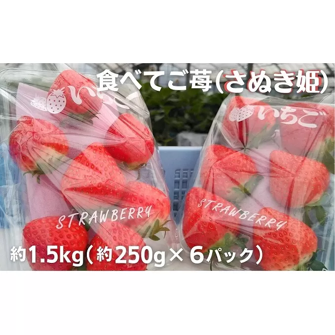 食べてご苺（さぬき姫）約1.5kg（約250g×6パック） 果物類 いちご イチゴ 観音寺産 オリジナル品種 紅色 高設式養液栽培 プレゼント 