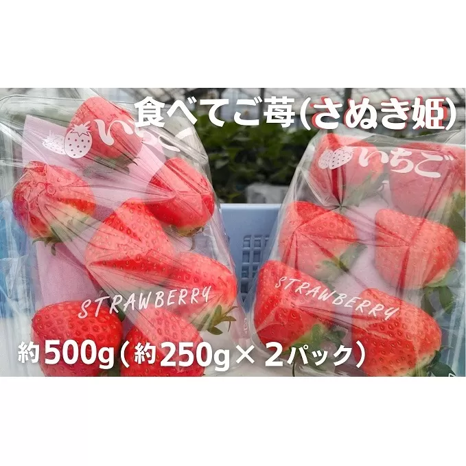 食べてご苺（さぬき姫）約500g（約250g×2パック） 果物類 いちご イチゴ 観音寺産 オリジナル品種 紅色 高設式養液栽培 プレゼント 