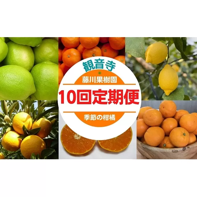 みかん 定期便 10ヶ月 10回 柑橘セット 香川県産 頒布会 レモン 由良早生 田口早生 石地みかん はれひめ 讃岐しらぬひ 不知火 セミノール 甘夏柑 毎月 食べ比べ フジカワ果樹園 藤川果樹園 果実 フルーツ 果物 くだもの 蜜柑 ミカン 香川県 観音寺市