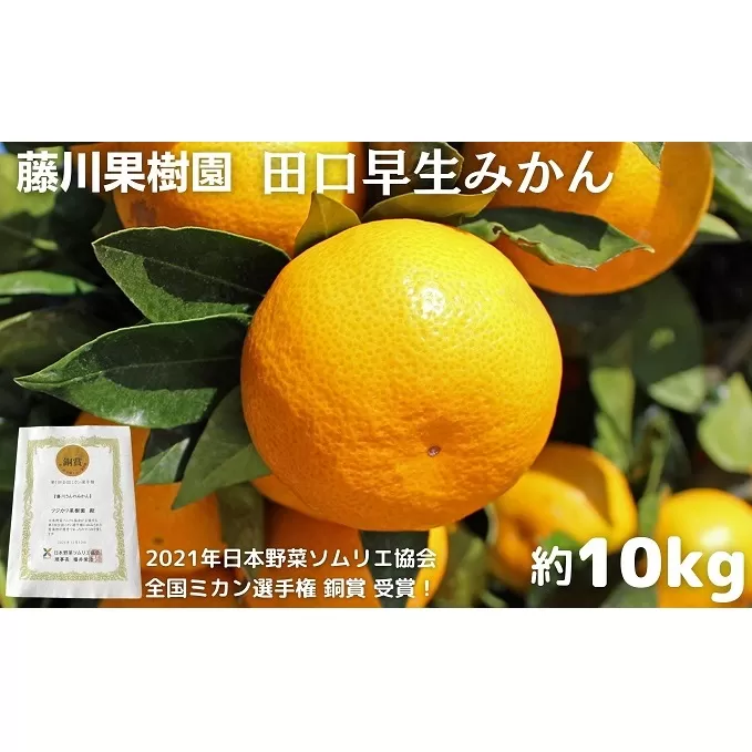 2025年秋よりお届け　田口早生みかん　約10kg 香川県産 フルーツ 果物類 柑橘類 