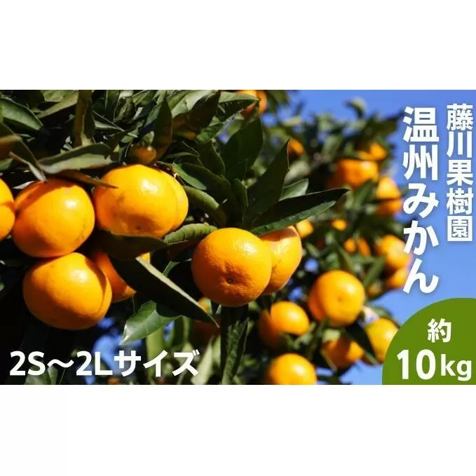 2025年秋よりお届け フジカワ温州みかん 約10kg 果物 柑橘 フルーツ おやつ 間食 デザート 食後 極早生 早生 甘い 大容量 冬 秋 