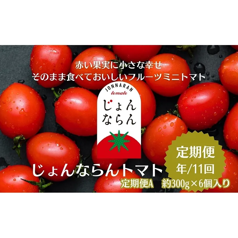 モリヒロ園芸が育てたじょんならんトマトの定期便A　約300g×6個入り（年間11回） 野菜 ミニトマト 甘い フルーツ サラダ 