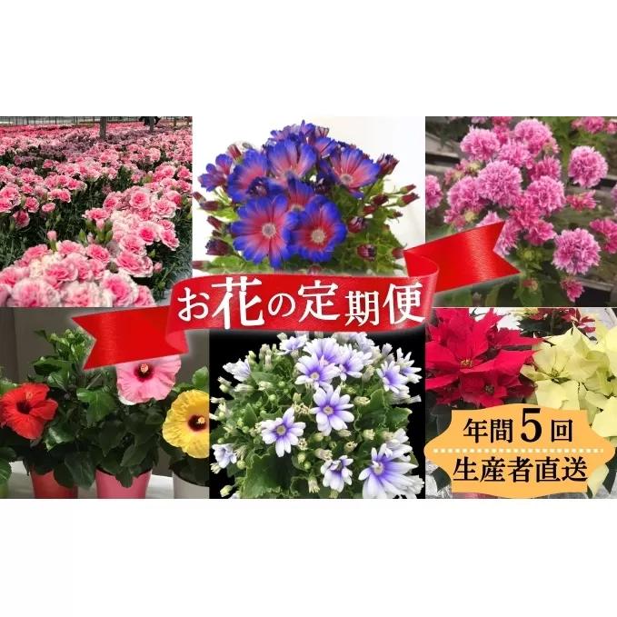 モリヒロ園芸が育てたお花の定期便（年間5回） 植物 瀬戸内 温暖 気候 鉢花 
