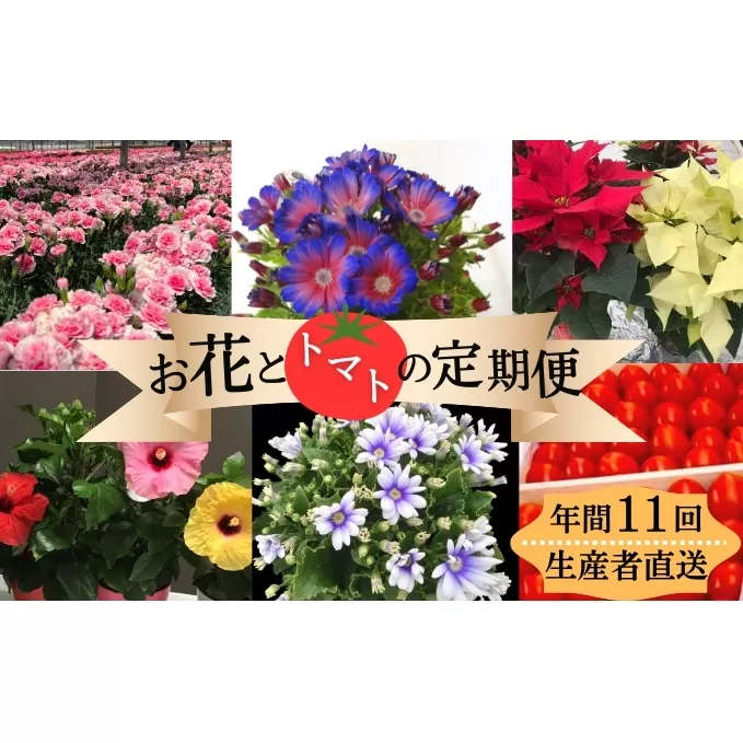 モリヒロ園芸が育てたお花とトマトの定期便（年間11回） 植物 瀬戸内 温暖 気候 鉢花 ギフト 記念日 