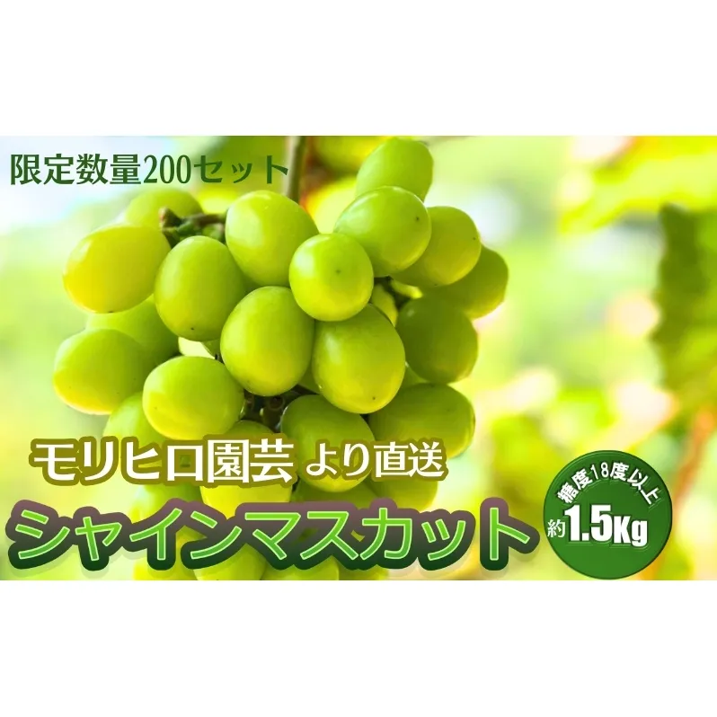 数量限定 モリヒロ園芸が育てたシャインマスカット 約1.5kg（2房） フルーツ ぶどう 