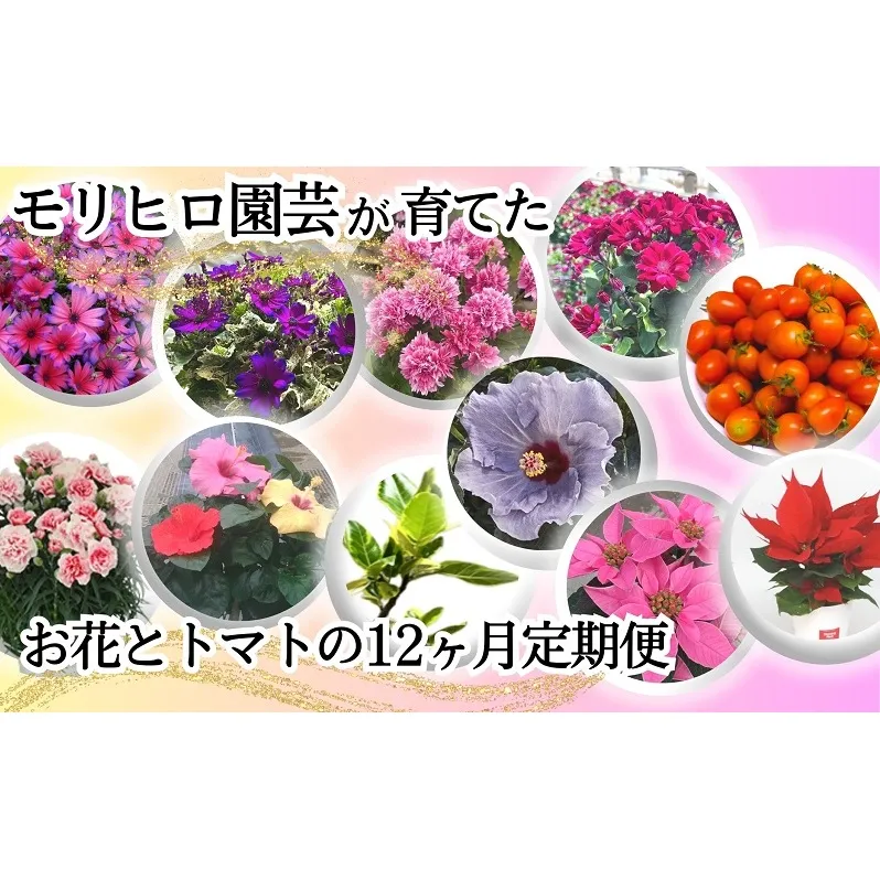 モリヒロ園芸が育てたお花とトマトの12ヶ月定期便 植物 野菜 ミニトマト 