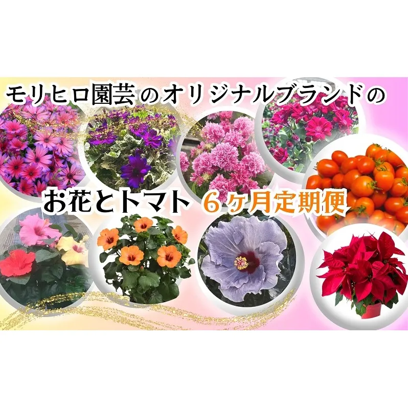 モリヒロ園芸のオリジナルブランドのお花とトマト6ヶ月定期便 植物 野菜 ミニトマト 