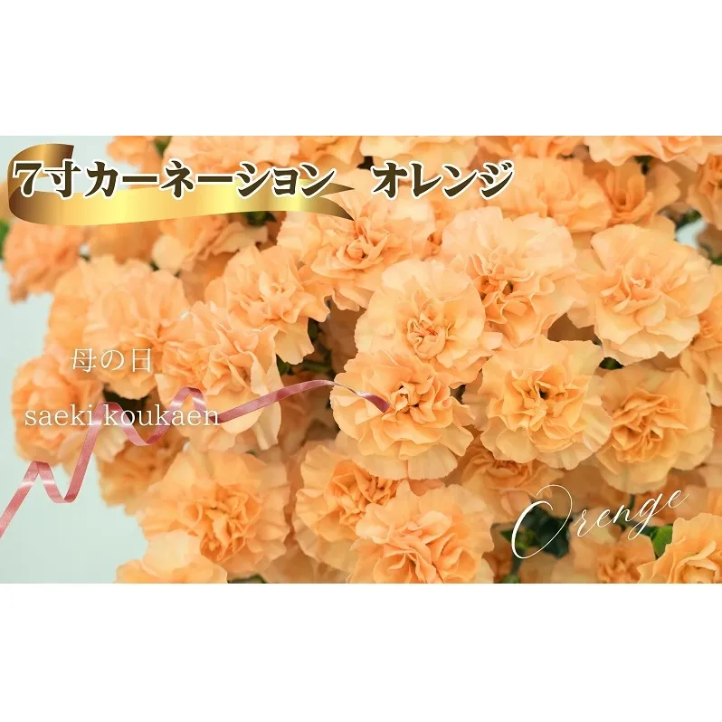 7寸カーネーション　オレンジ 母の日 ギフト 花 フラワー 