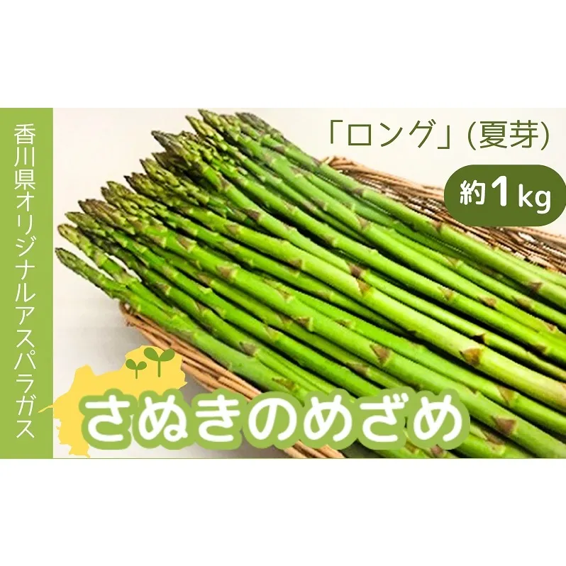 香川県オリジナルアスパラガス「さぬきのめざめロング」(夏芽) 野菜 野菜セット 
