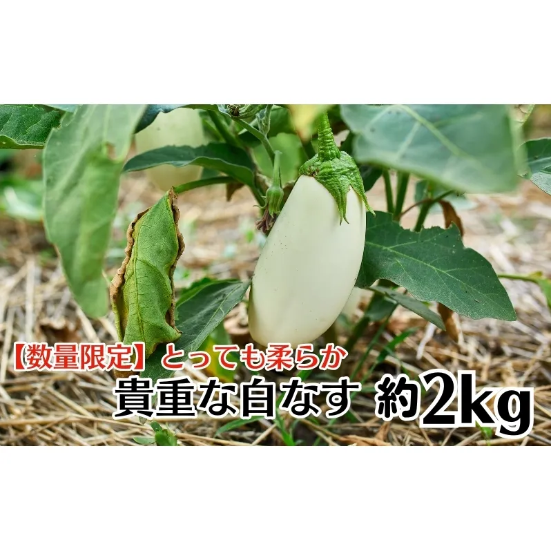 【数量限定】とっても柔らか　貴重な白なす　約2kg 茄子 野菜 野菜セット 