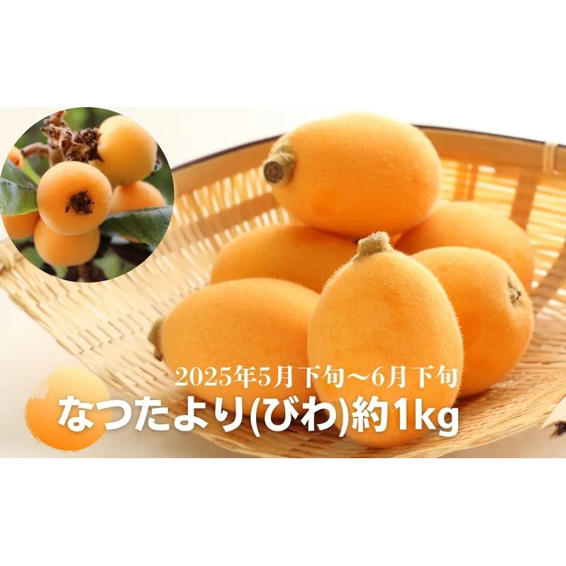 なつたより（びわ）約1kg さぬき産フルーツ 果物類 枇杷 