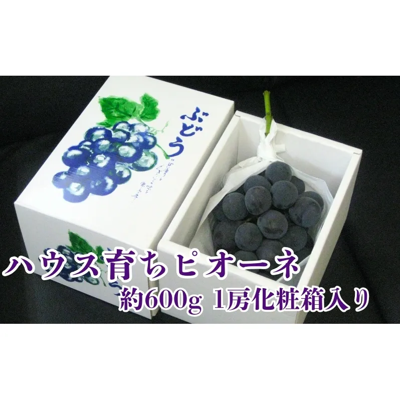 ハウス育ち ピオーネ 約600g 1房化粧箱入り 果物 ぶどう ブドウ フルーツ 