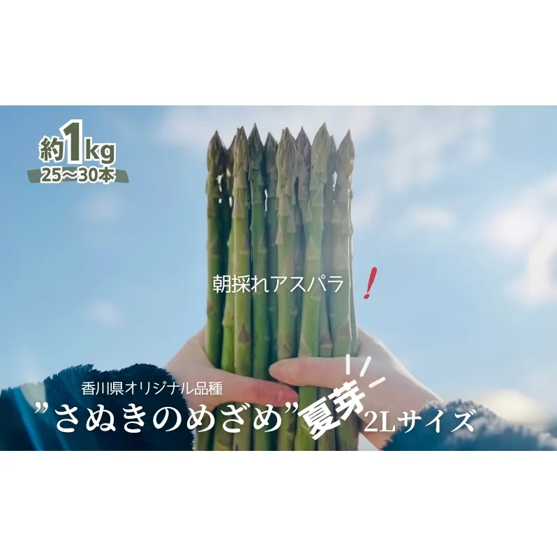 朝採れ アスパラ【さぬきのめざめ】夏芽 2Lサイズ　約1kg （25～30本） 