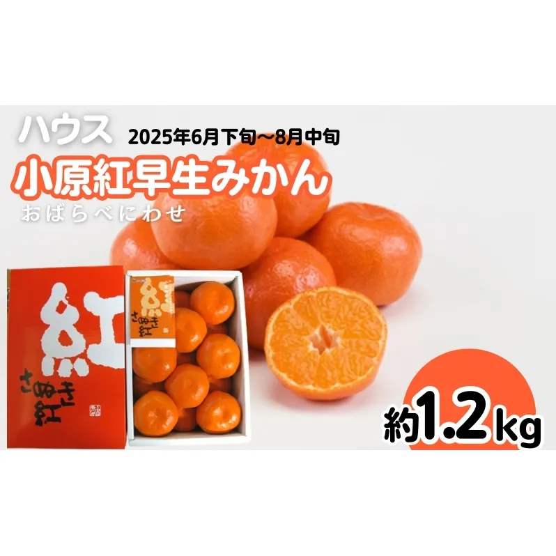 ハウス 小原紅早生 みかん 約1.2kg化粧箱 果物類 柑橘類 フルーツ 