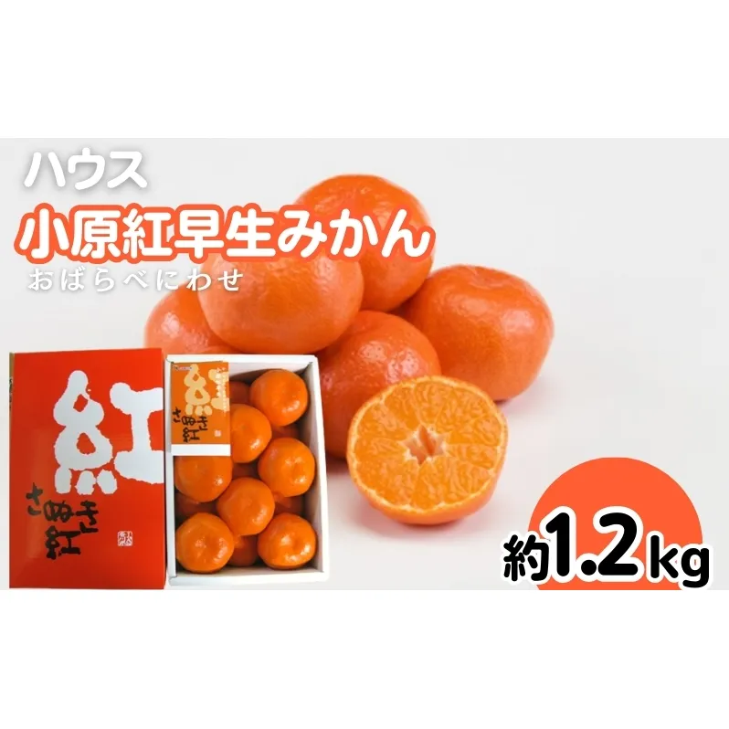 ハウス 小原紅早生 みかん 約1.2kg化粧箱 果物類 柑橘類 フルーツ 