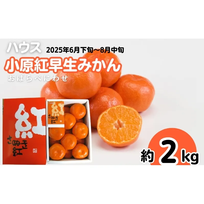 ハウス 小原紅早生 みかん 約2kg化粧箱 果物類 柑橘類 フルーツ 