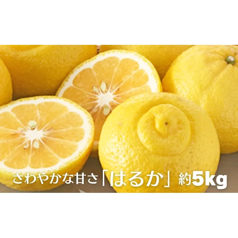 さわやかな甘さ「はるか」約5kg 果物類 柑橘類 フルーツ みかん 