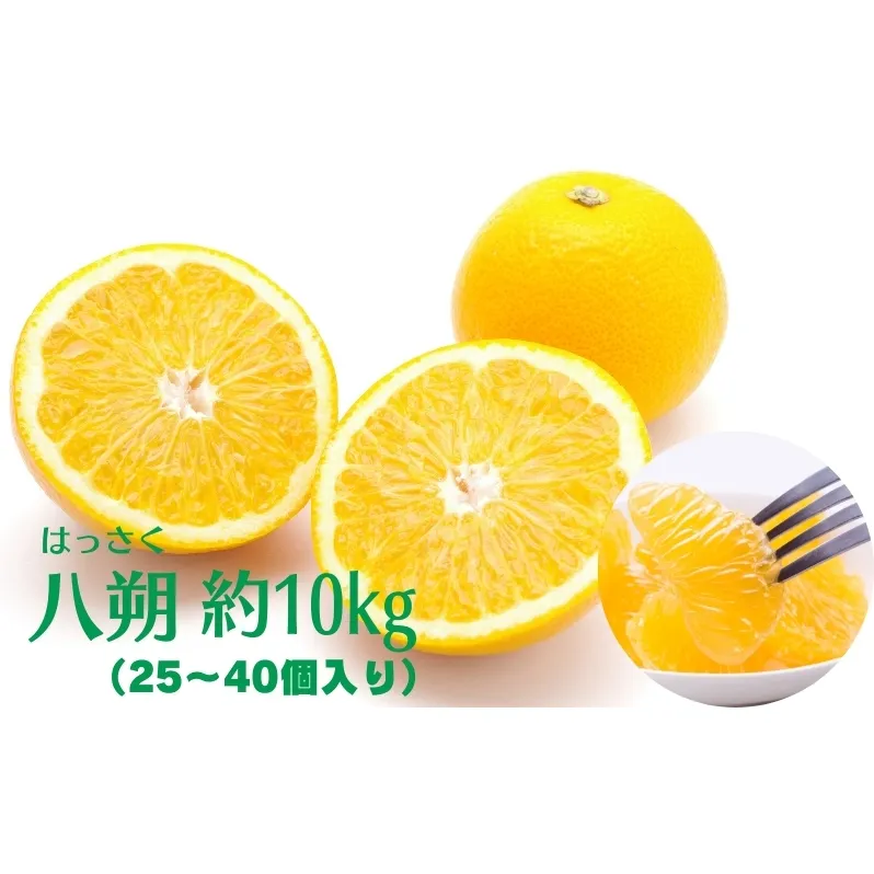 八朔　約10kg 果物類 みかん 柑橘類 フルーツ
