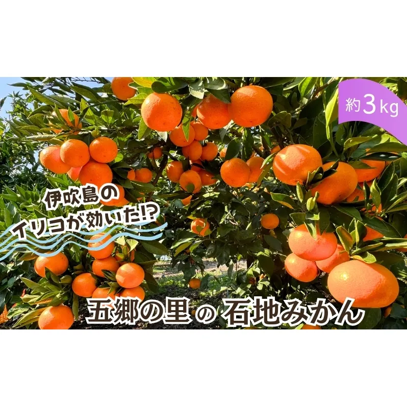 伊吹島のイリコで育てた! 五郷の里の石地みかん 約3kg入り 香川県観音寺市産