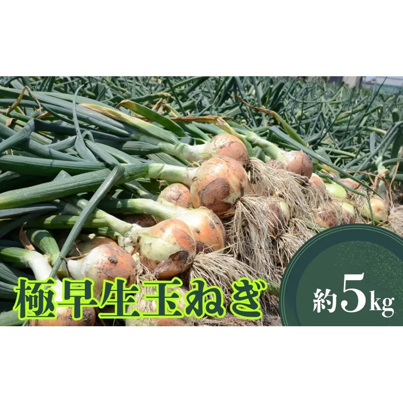 極早生玉ねぎ 約5kg