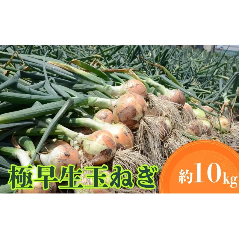 極早生玉ねぎ 約10kg