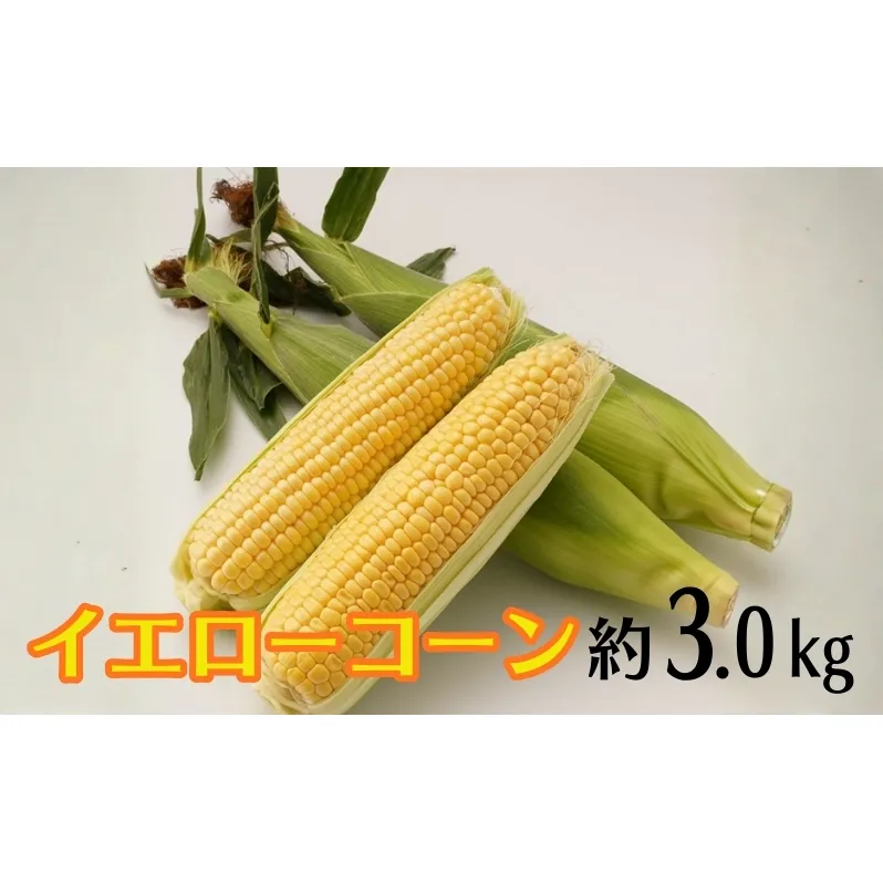 イエローコーン 約3kg