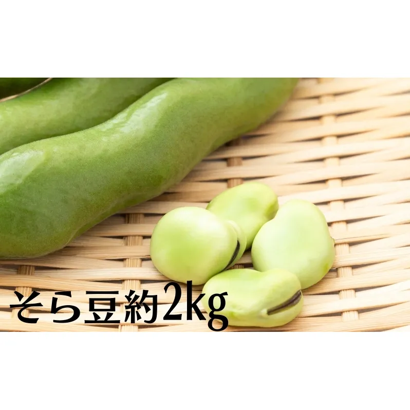 そら豆 約2kg