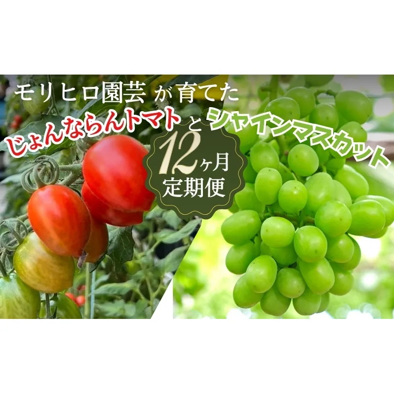 モリヒロ園芸が育てたじょんならんトマトとシャインマスカットの12ヶ月定期便 果物類 ぶどう フルーツ 野菜 ミニトマト