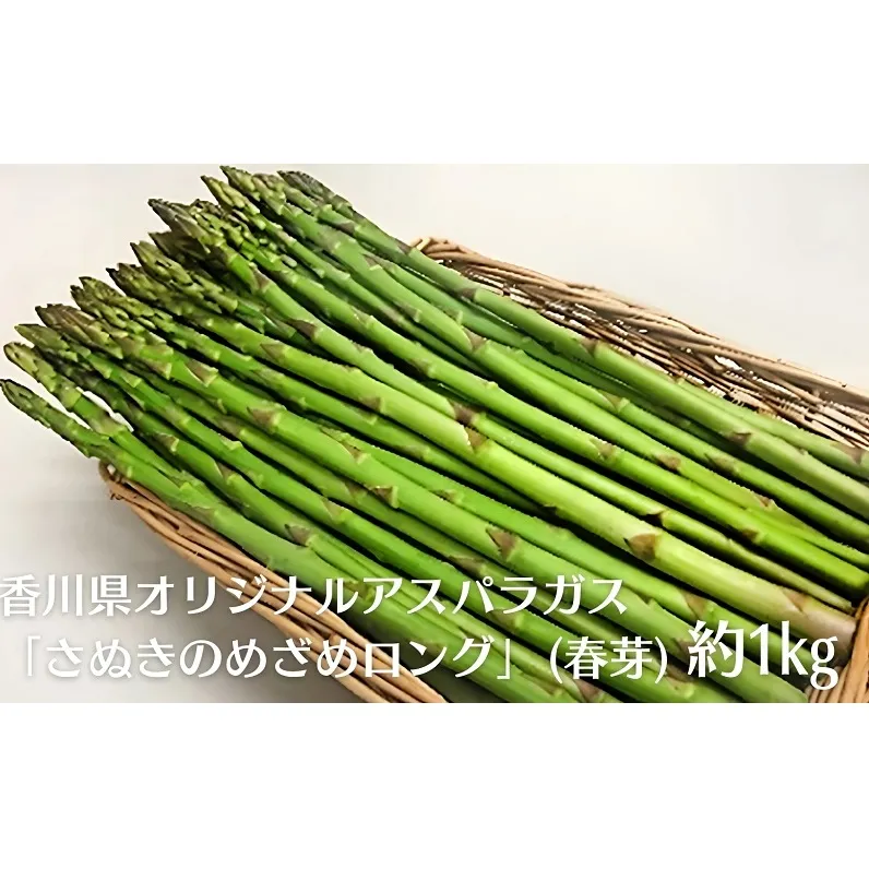 香川県オリジナルアスパラガス「さぬきのめざめロング」(春芽)約１kg 野菜 野菜セット 