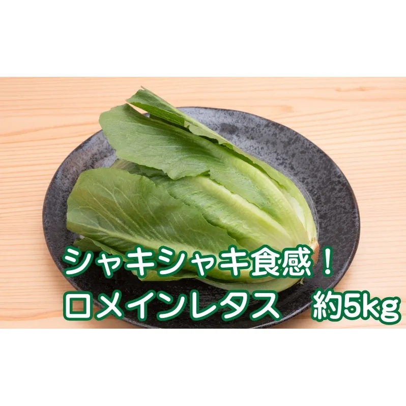 シャキシャキ食感！　ロメインレタス　約5kg 野菜 野菜セット