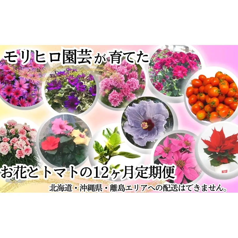 モリヒロ園芸が育てたお花とトマトの12ヶ月定期便 植物 野菜 ミニトマト